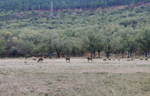 Minas de carbón de Puertollano, Mina Emma, instalaciones, escombreras y central Térmica y Minas del Horcajo, Almodóvar del campo, Ciudad Real