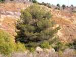 San Valentín. Sierra Minera de Cartagena La Unión. Murcia