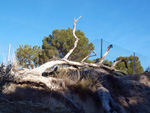   Afloramiento de marcasitas, Rambla en finca La Canyaeta Blanca, Agost, Alicante