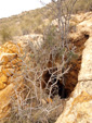   Minas de Ocre.El Sabinar. San Vicente/Mutxamel. Alicante