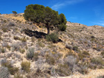 Minas de Ocre.El Sabinar. San Vicente/Mutxamel. Alicante