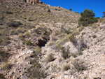   Minas de Ocre.El Sabinar. San Vicente/Mutxamel. Alicante