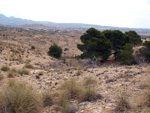   Minas de Ocre.El Sabinar. San Vicente/Mutxamel. Alicante