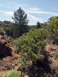 Barranco de la  Terzaga. Camporrobles. Valencia