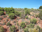 Barranco de la  Terzaga. Camporrobles. Valencia