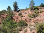   Barranco de la  Terzaga. Camporrobles. Valencia