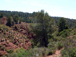     Barranco de la  Terzaga. Camporrobles. Valencia