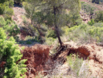 Barranco de la  Terzaga. Camporrobles. Valencia