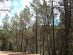 Afloramientos de Aragonito. La Pesquera/Enguidanos. Cuenca