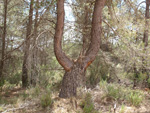 Afloramientos de Aragonito. La Pesquera/Enguidanos. Cuenca