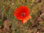 Afloramientos de Aragonito. La Pesquera/Enguidanos. Cuenca