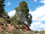  Afloramientos de Aragonito. La Pesquera/Enguidanos. Cuenca