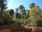  Afloramientos de Aragonito. La Pesquera/Enguidanos. Cuenca