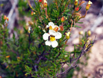 Afloramientos de Aragonito. La Pesquera/Enguidanos. Cuenca