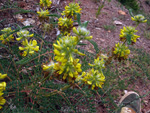  Afloramientos de Aragonito. La Pesquera/Enguidanos. Cuenca