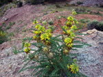   Afloramientos de Aragonito. La Pesquera/Enguidanos. Cuenca