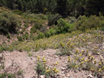   Afloramientos de Aragonito. La Pesquera/Enguidanos. Cuenca