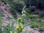   Afloramientos de Aragonito. La Pesquera/Enguidanos. Cuenca