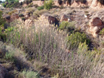 Afloramientos del Trias. Rambla de Rambuchar. Moralet. Alicante