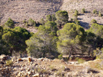   Minas de Ocre de Serra Pelada. El Sabinar. San Vicente del Raspeig