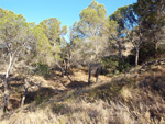   Minas de Ocre de Serra Pelada. El Sabinar. San Vicente del Raspeig