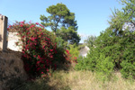  Finca el Sabinar.San Vicente del Raspeig