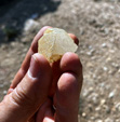  Celestina. Cantera Fuentecilla, Cabezo del Polovar, Villena, Comarca Alto Vinalopó, Alicante 