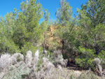   Cantera de Ofitas Altura. Castellón