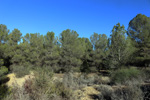  Paraje de la Jabalina. Cehegín. Murcia