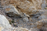 Cantera Casablanca. Lloma Alta, Les Boqueres, San Vicente del Raspeig, Alicante