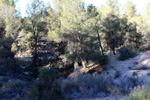  Paraje la Jabalina. Cehegín. Murcia