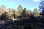  Paraje la Jabalina. Cehegín. Murcia