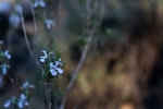  Paraje la Jabalina. Cehegín. Murcia