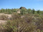 Pardos Guadalajara y Ojos Negros Teruel