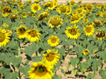 Pardos Guadalajara y Ojos Negros Teruel