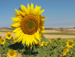 Pardos Guadalajara y Ojos Negros Teruel