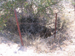  Pardos Guadalajara y Ojos Negros Teruel