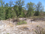 Pardos Guadalajara y Ojos Negros Teruel