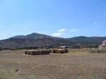  Pardos Guadalajara y Ojos Negros Teruel