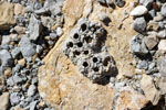 Grupo Mineralógico de Alicante.Cantera de áridos El Cabra. San Vicente del Raspeig. Alicante