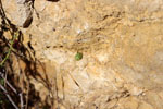 Grupo Mineralógico de Alicante.Cantera de áridos El Cabra. San Vicente del Raspeig. Alicante