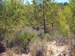  Cantera Romani. Concesión Algezares. Segorbe. Castellón