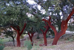 Minas del Horcajo. Almodovar del Campo. Ciudad Real