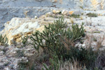 Cantera Casablanca. Lloma Alta, Les Boqueres, San Vicente del Raspeig, Alicante