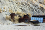  Cantera Casablanca. Lloma Alta, Les Boqueres, San Vicente del Raspeig, Alicante