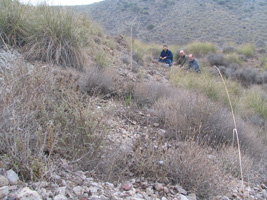 El Hoyazo.Nijar. Almería