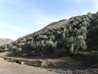 Cantera Oficarsa (Cerro de las Culebras), Carchelejo, Jaén