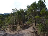 Barranco de la Tejera, Loma de la Cuna, Montalbán, Comarca Cuencas Mineras, Teruel