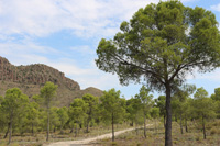 Volcán de Cancarix, Sierra de las Cabras, Cancarix, Hellín, Comarca Campos de Hellín, Albacete