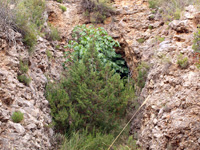 Mina Virgen del Pilar. La Sabinilla. Campo Arcis. Requena. Valencia 